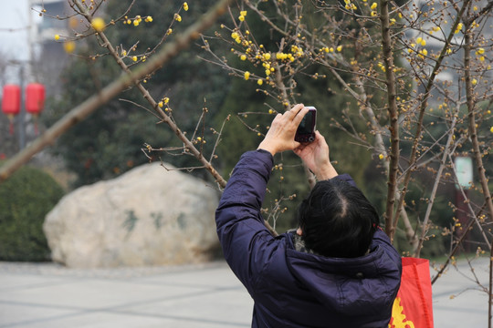 游客拍摄腊梅花