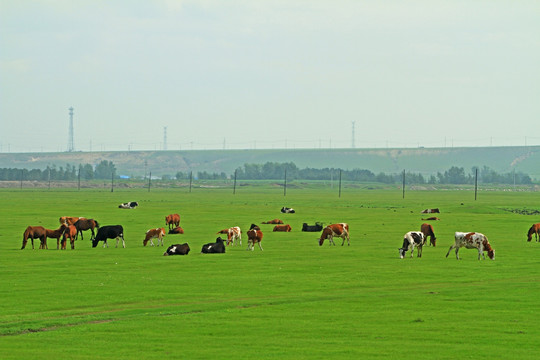 牧场牛群风景