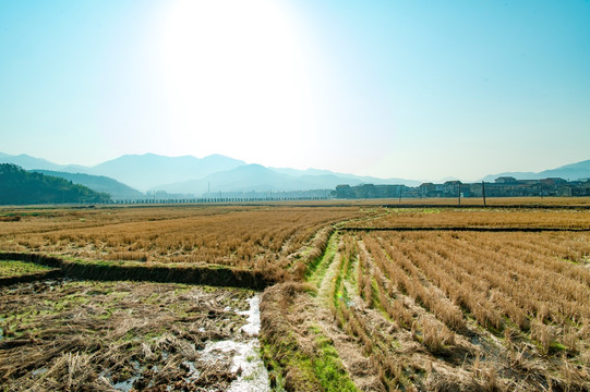 收割后的稻田与村庄