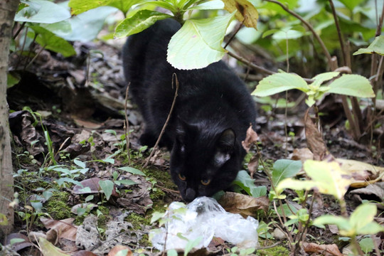 黑猫 野猫