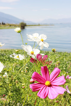 花海岸边