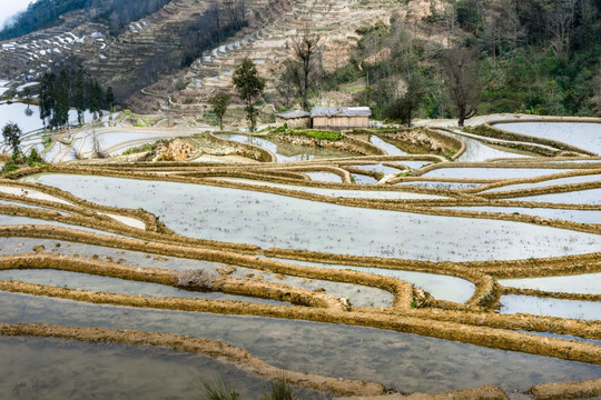 云南元阳箐口梯田