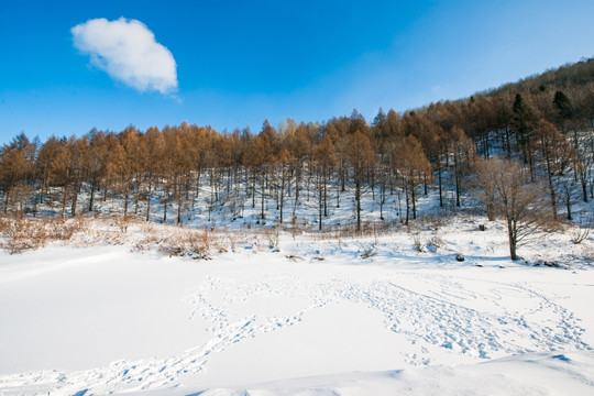 雪乡 雪中森林 蓝天白云