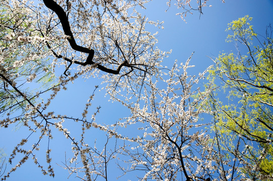 蓝天下满树桃花开