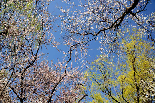 春天的桃花和柳树