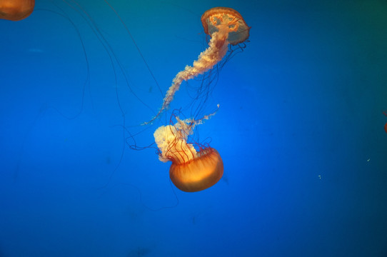 水母