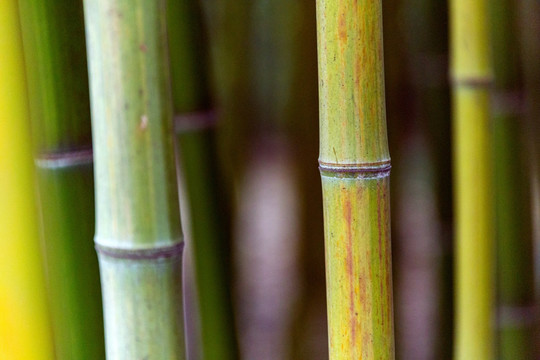 竹子 竹林 兹孝竹 上海 龙华