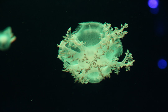 水母
