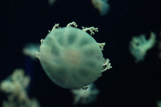 水母