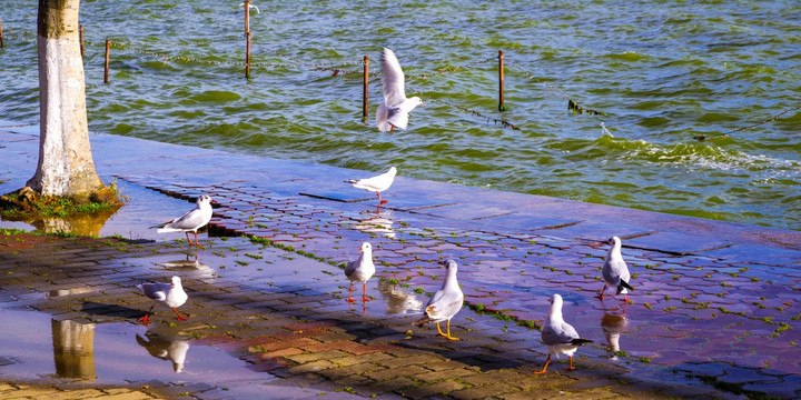 湖畔海鸥