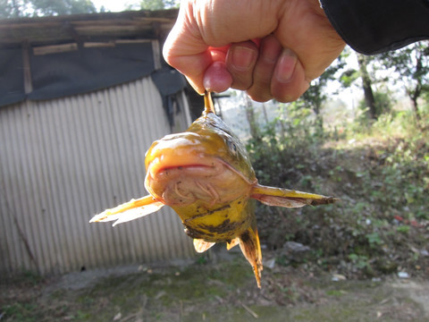 鱼