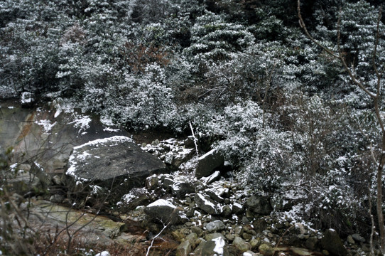 树木积雪