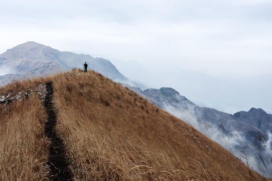 高山云雾枯草