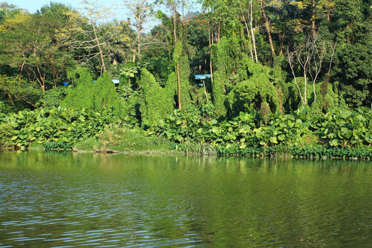 公园小河