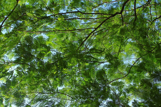 绿树
