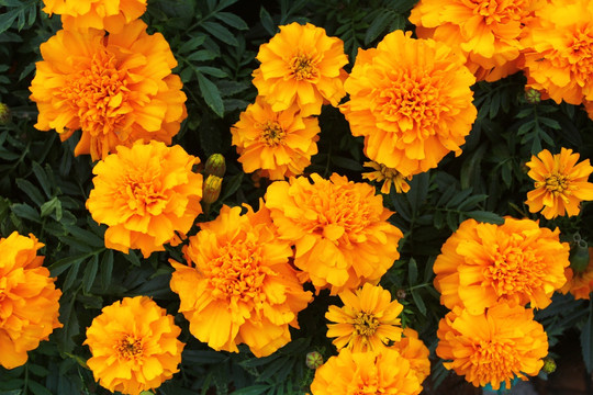 黄菊花