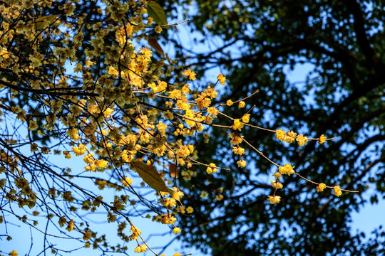 金梅 蜡梅腊梅 蜡花 蜡梅花