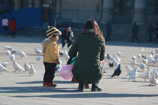 母子与鸽子