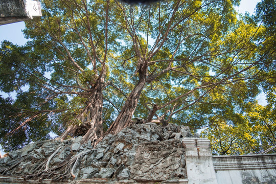 广州花市