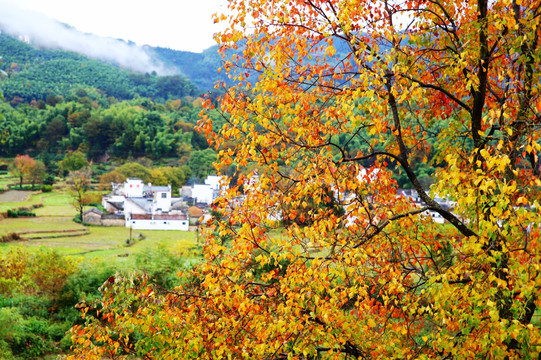 塔川红叶秋色