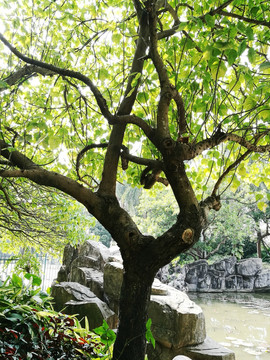 深圳洪湖公园绿化树