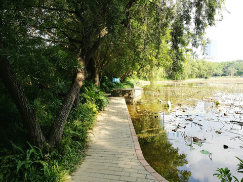 罗湖洪湖公园美景