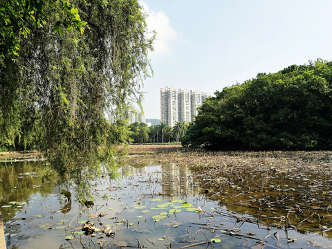 深圳洪湖公园