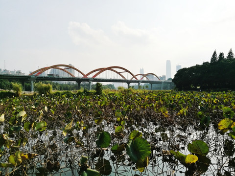 深圳洪湖公园
