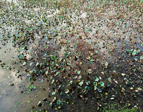 深圳罗湖洪湖公园美景