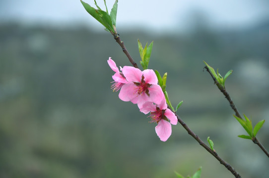 桃花开