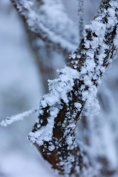 雪中的枝叶