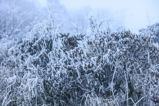 雪中的树林