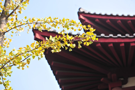 树叶