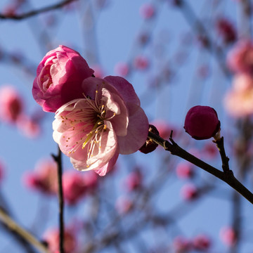 梅花枝头