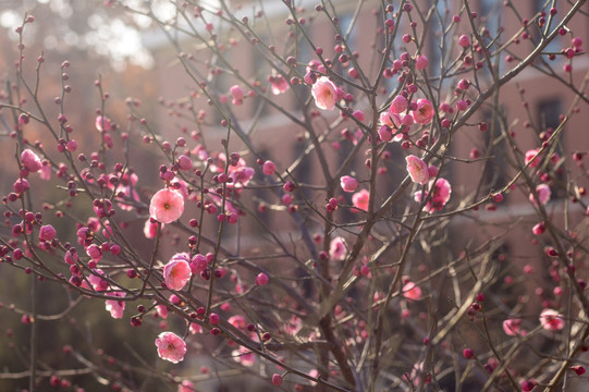 一树梅花