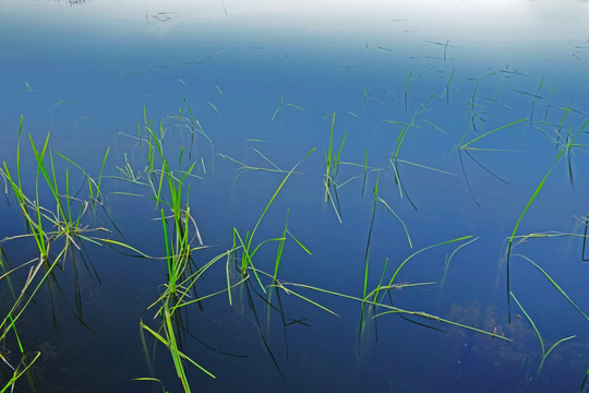 湿地湖泊水草