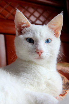 涵爷的白猫