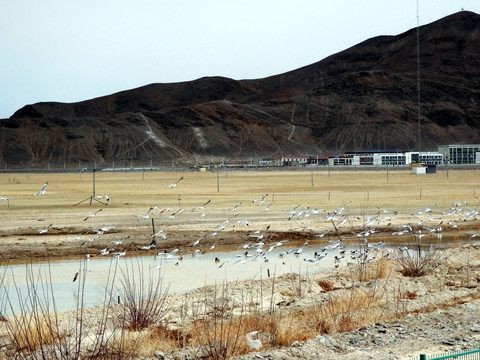西藏生态环境