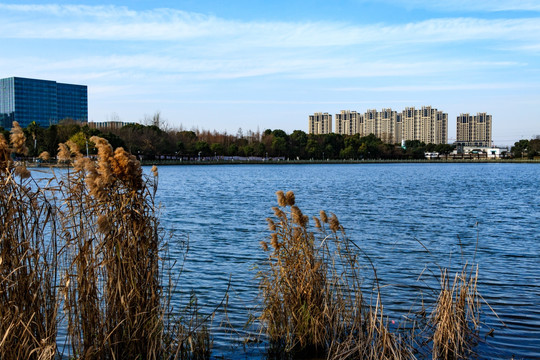 冬季日湖公园 湖泊 宁波日湖