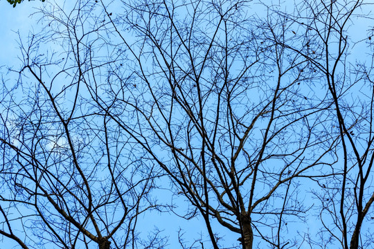 冬天树枝素材 树枝剪影 树枝素