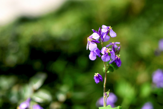 鲜花特写