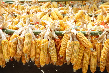 玉米秋收农业丰收