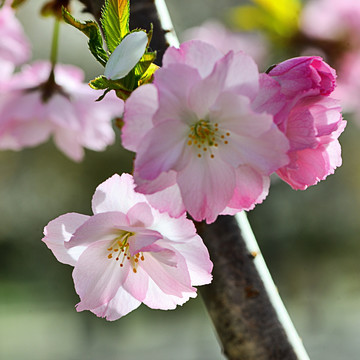 樱花