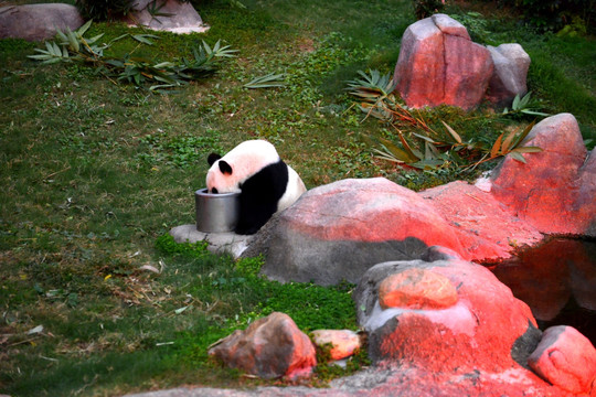 香港海洋公园大熊猫