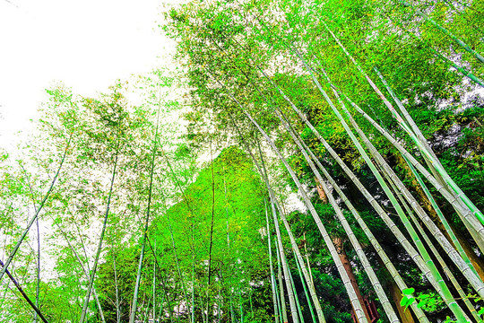 竹林
