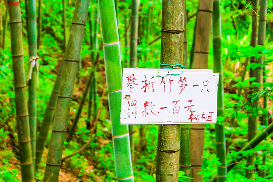 竹林