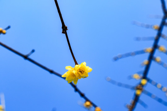 蜡梅腊梅 腊梅花蜡梅花 黄梅花