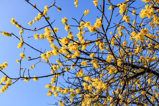 蜡梅花 腊梅花 黄梅花 金梅