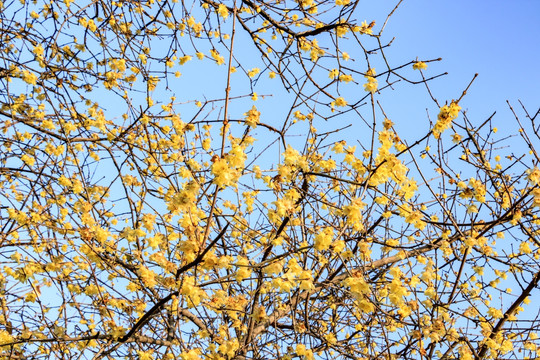 腊梅花 黄梅花 蜡梅花 金梅