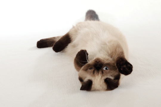 可爱的小猫